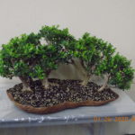 Gary-Tree