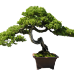 kisspng-indoor-bonsai-tree-clip-art-bonsai-5ac08d0f8ede34.1036729715225684635852