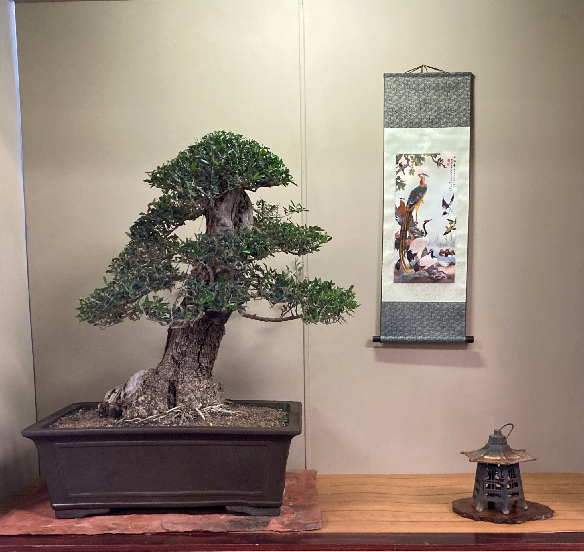 Phoenix Bonsai Society An Educational NonProfit Dedicated to the Art