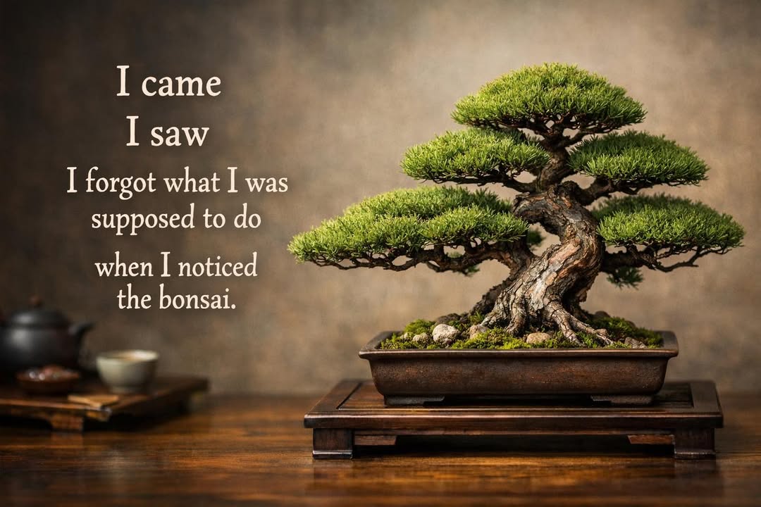 Phoenix Bonsai Society