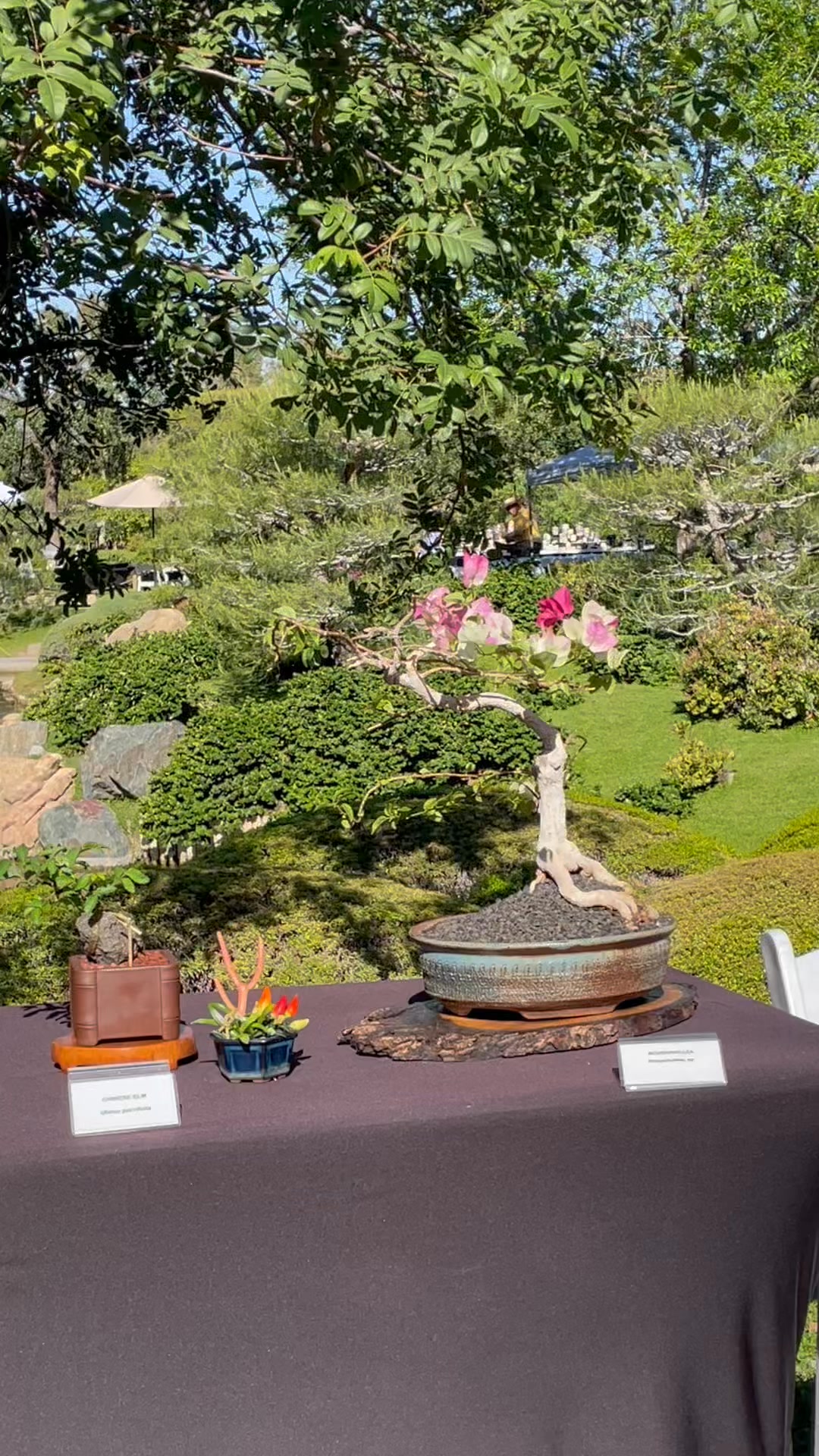 Phoenix Bonsai Society