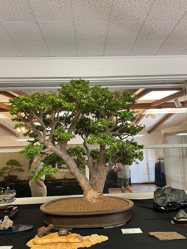 Phoenix Bonsai Society