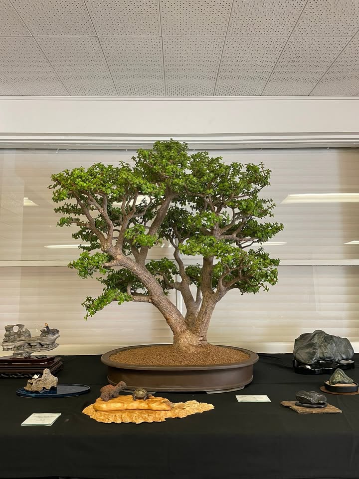 Phoenix Bonsai Society
