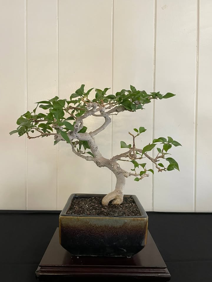 Phoenix Bonsai Society