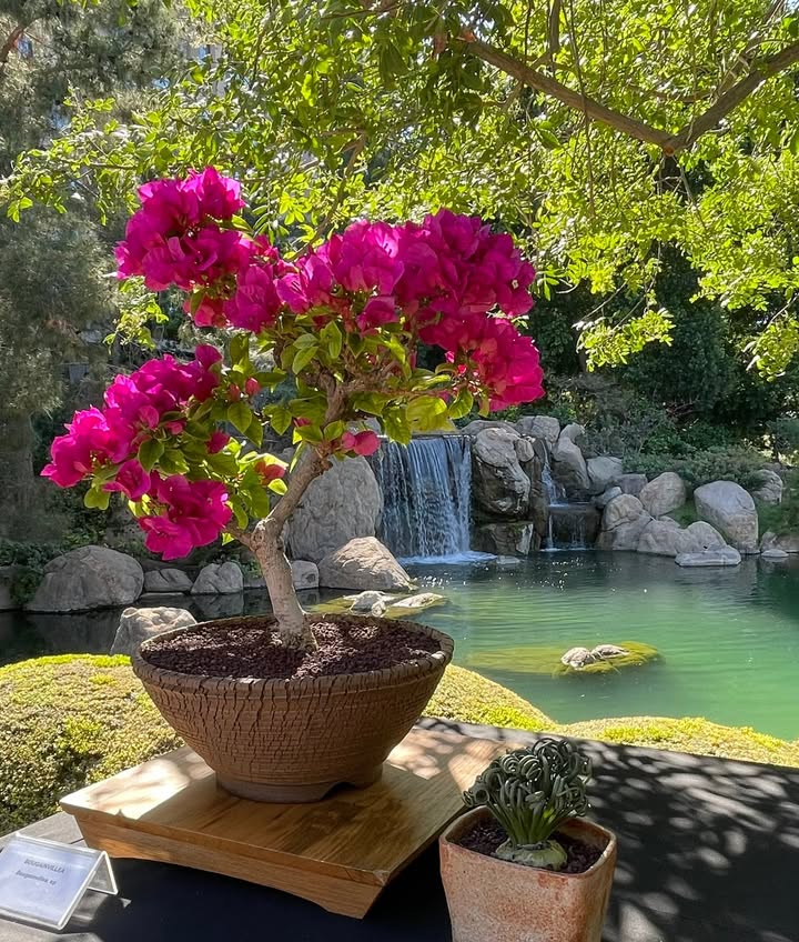 Phoenix Bonsai Society