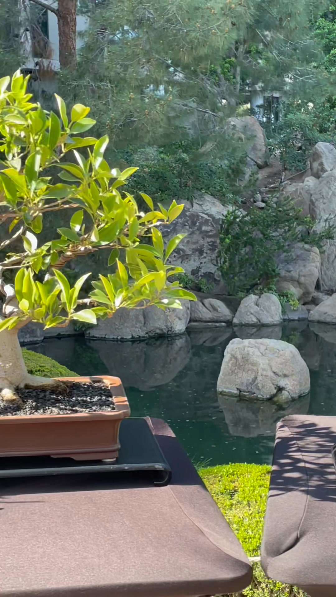 Phoenix Bonsai Society