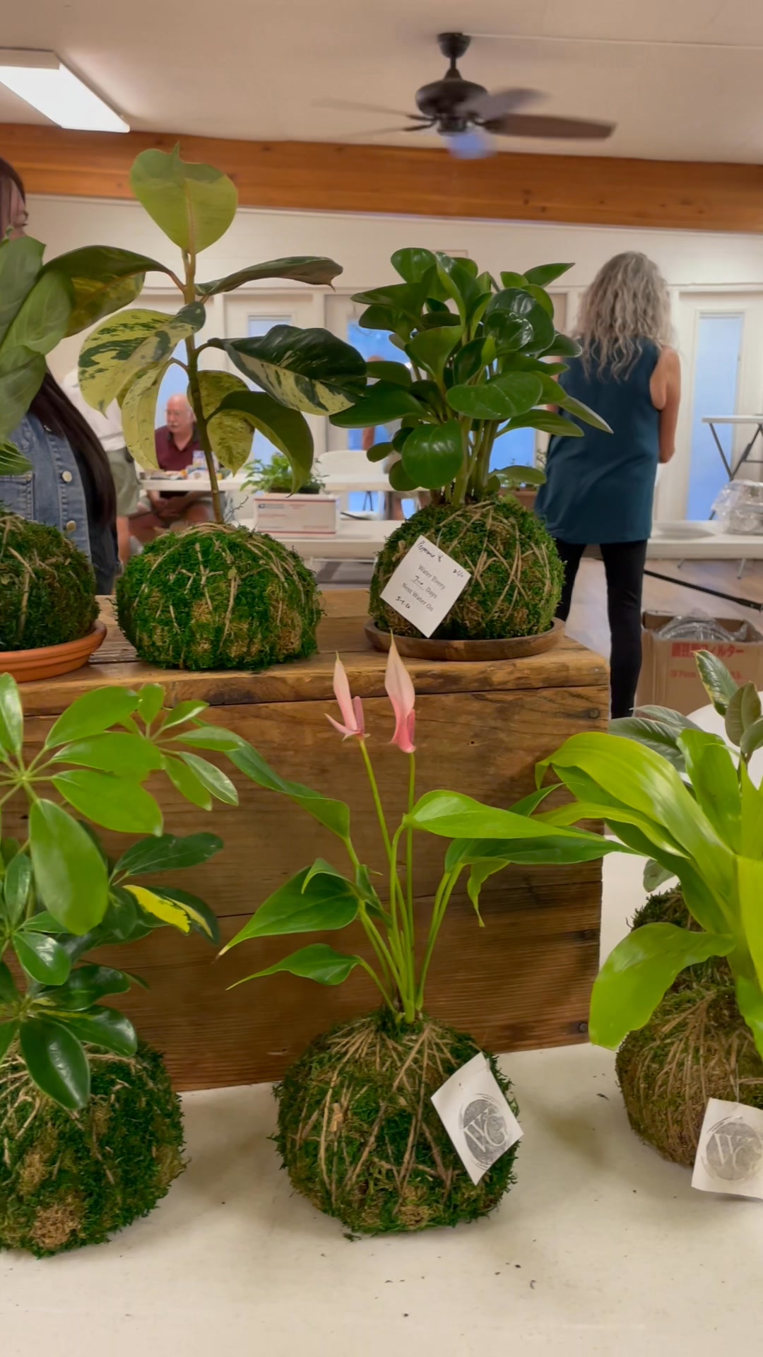 Phoenix Bonsai Society