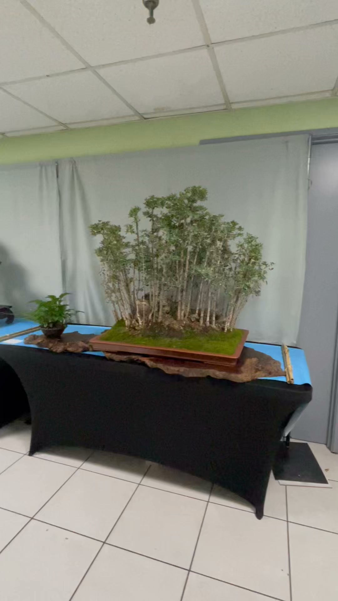 Phoenix Bonsai Society