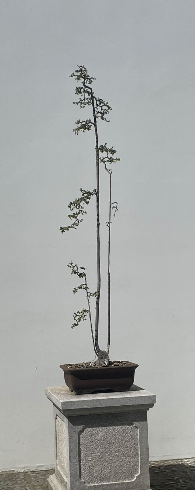 Phoenix Bonsai Society