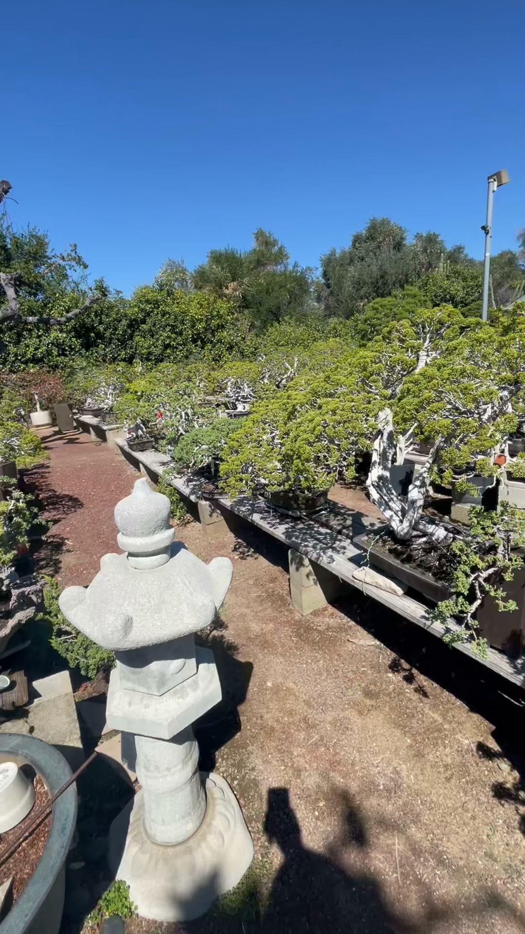 Phoenix Bonsai Society